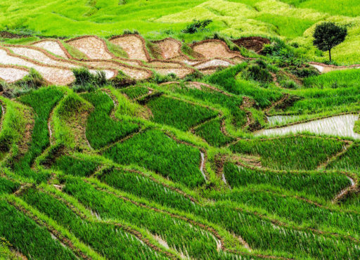 Rizières en terrasse sur les Hauts-Plateaux de Madagascar